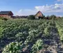 Ag EUROPA vinde 8 ari teren intravilan in Amati cu frontul de 30 metri