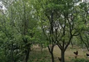 Ag EUROPA vinde casa 6 cam teren 11 ari în zona 14 Mai.