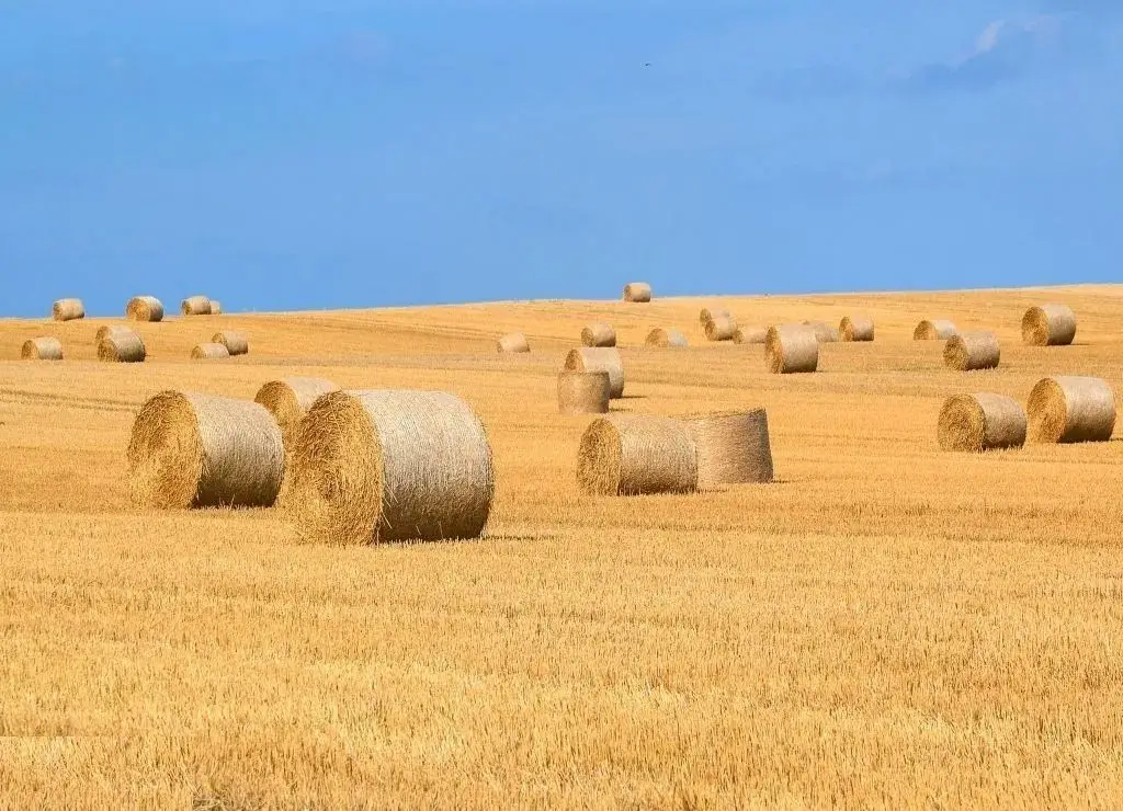 1.835 ha Fermă operațională și teren agricol (Vestul României)