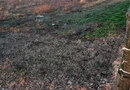 Ag BRASADAS vinde 500mp teren intravilan la SOSEA in Ganeasa