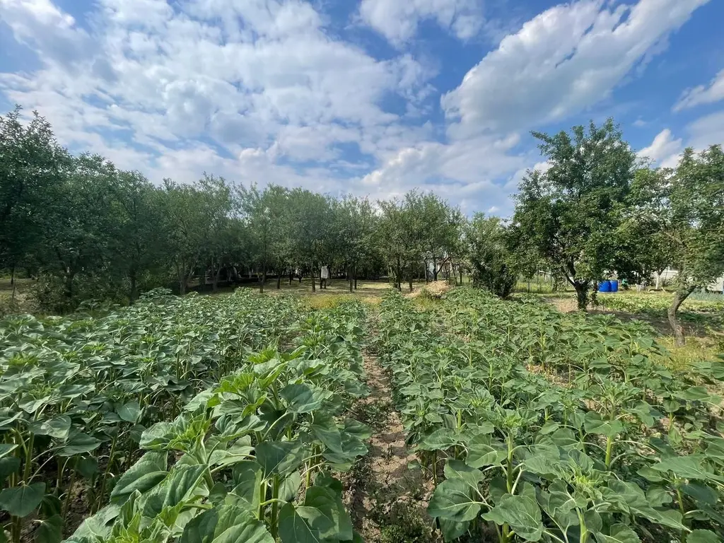 Vindem casă tradițională in sat Sabolciu,central, 4500 mp- 76.000 euro
