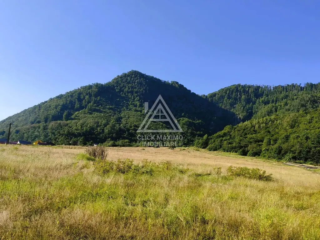 240 Hectare Pădure Valea Oltului Resurse Naturale Potențial Turistic
