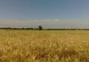 1.500 ha Teren agricol și pășune (Vestul României)
