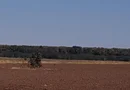 Teren intravilan de vânzare Brănești – DN3, deschidere 60 ml investie