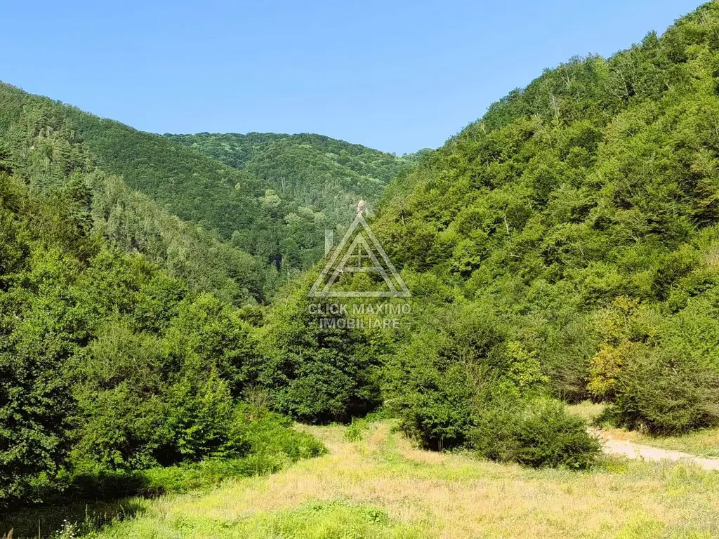 240 Hectare Pădure Valea Oltului Resurse Naturale Potențial Turistic