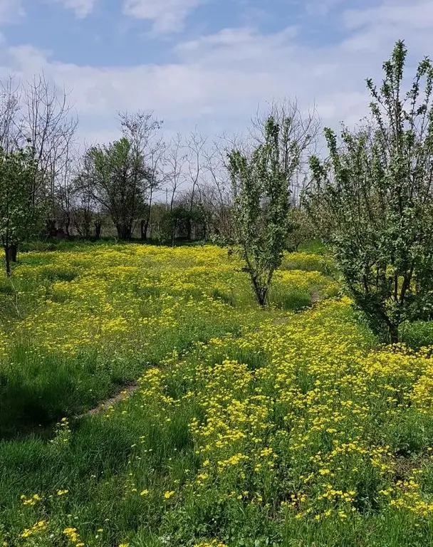 Teren 2.600 mp, utilități, Str. Merișor – Giurgiu