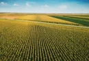 Teren agricol comasat- 260ha- jud Satu Mare- 10500 euro/ha- comision 0