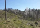 Teren cu panoramă fabuloasă, 10.059 mp, Roșia. 19.000 EUR. Comision 0