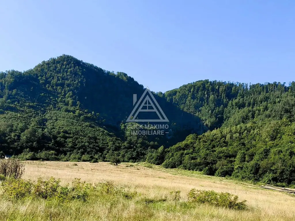 240 Hectare Pădure Valea Oltului Resurse Naturale Potențial Turistic