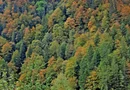 530 Ha pentru Reîmpădurire – Investiția Verde a Deceniului!