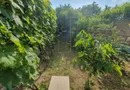 Teren in Timisoara. Zona Plopi. 421 mp