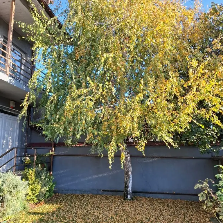 Casa cu mesteacan - DIRECT PROPRIETARI! - spectaculos toamna