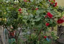 Casa cu teren zona Mărțișor langa parc Lumea Copiilor Brâncoveanu