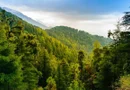 530 Ha pentru Reîmpădurire – Investiția Verde a Deceniului!