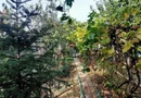 Proprietar casa individuala Bucurestii Noi-Aeromodelului- FARA AGENTII