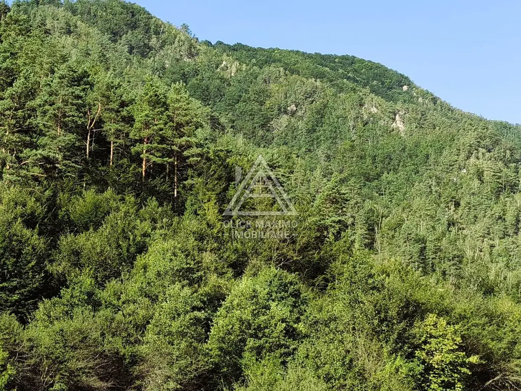240 Hectare Pădure Valea Oltului Resurse Naturale Potențial Turistic