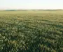Fermă Agricolă Activă – 1.450 ha - Nord Est Romania