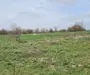 Afumati Balta Batal teren de vanzare 7000 mp