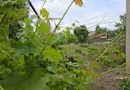 BRASADAS vinde casa individuala 8 cam 8.6a zona Baritiu.