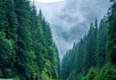 530 Ha pentru Reîmpădurire – Investiția Verde a Deceniului!