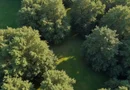 148 ha pădure de stejar, Gorj – compactă, potențial ridicat