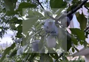 Vila de vanzare in Tunari I Gata de mutat I 4 camere 5 parcari  COM0%