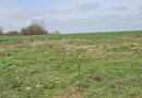 Afumati Balta Batal teren de vanzare 7000 mp