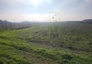 Teren agricol in intravilanul comunei Sacalaz.
