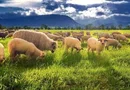 1.500 ha Teren agricol și pășune (Vestul României)