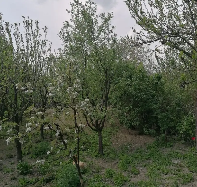 Ag EUROPA vinde casa 6 cam teren 11 ari în zona 14 Mai.