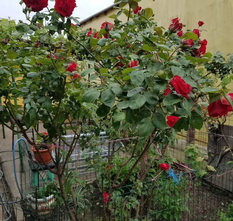 Casa cu teren zona Mărțișor langa parc Lumea Copiilor Brâncoveanu