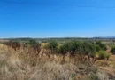 Teren intravilan 14.168 mp – pozitie excelenta la intrarea in Braila