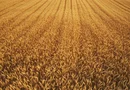 Fermă 1.500 ha – Nord-Est România | Investiție Operațională