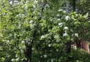 Parte de casă mare cu teren aferent 1050 mp central in Satu Mare, ideal și pentru afaceri