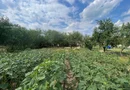 Vindem casă tradițională in sat Sabolciu,central, 4500 mp- 76.000 euro
