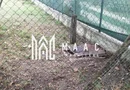 Teren Intravilan 10.000 mp | Livadă + Pădure de salcâm | Bărbătești