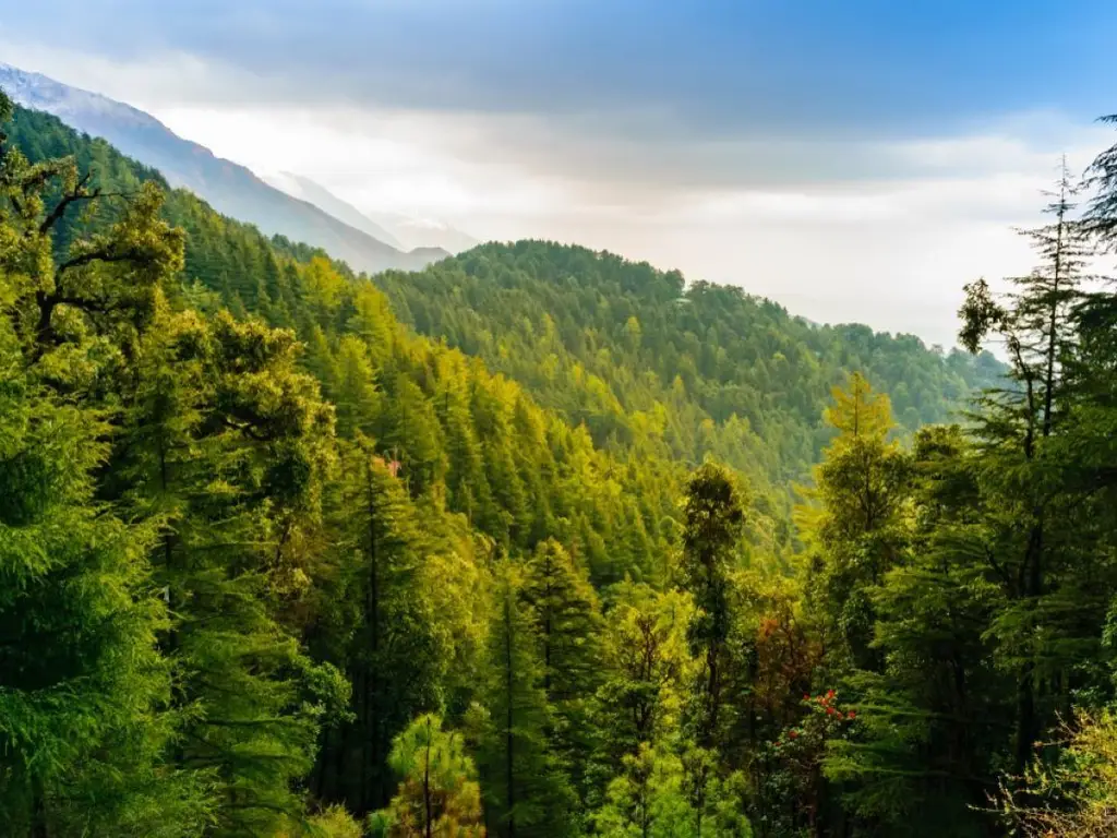 530 Ha pentru Reîmpădurire – Investiția Verde a Deceniului!