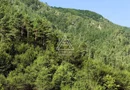 240 Hectare Pădure Valea Oltului Resurse Naturale Potențial Turistic
