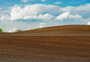 Teren agricol comasat- 51 ha cu CF - jud SM CAREI- 10.900 euro/ha NEG