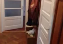 ageuropa.ro vinde ap. 2 cam. la parterul unei case în zona Carpați 2.