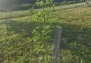 Teren cu o priveliste superba langa padure