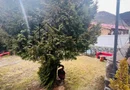 Pensiune de vânzare | 400 MPU | 10 Camere | Rasinari - Curmatura