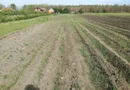 Ag BRASADAS vinde casa LOCUIBILA 3 cam teren 5.000 mp HOREA.