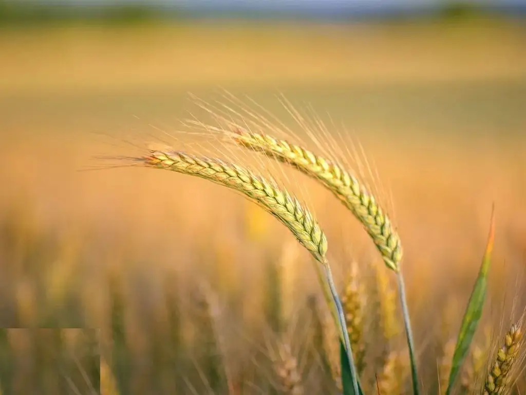 Investiție Agricolă Operațională, Fermă Completă de 730 ha în Nord-Est