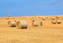 1.835 ha Fermă operațională și teren agricol (Vestul României)