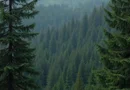 149 ha pădure mixtă (rășinoase și fag), Dambovita – acces excelent