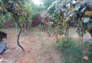 BRASADAS vinde casa 3 cam. zona Unirii teren 550mp.