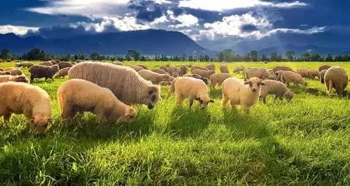 1.500 ha Teren agricol și pășune (Vestul României)