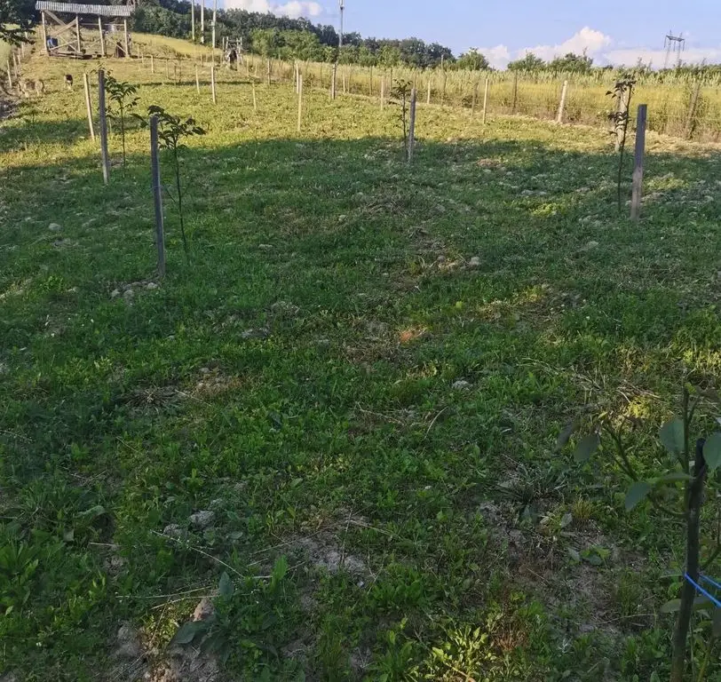 Teren cu o priveliste superba langa padure