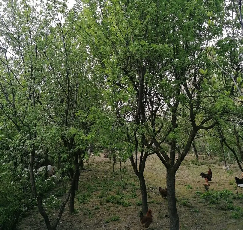 Ag EUROPA vinde casa 6 cam teren 11 ari în zona 14 Mai.